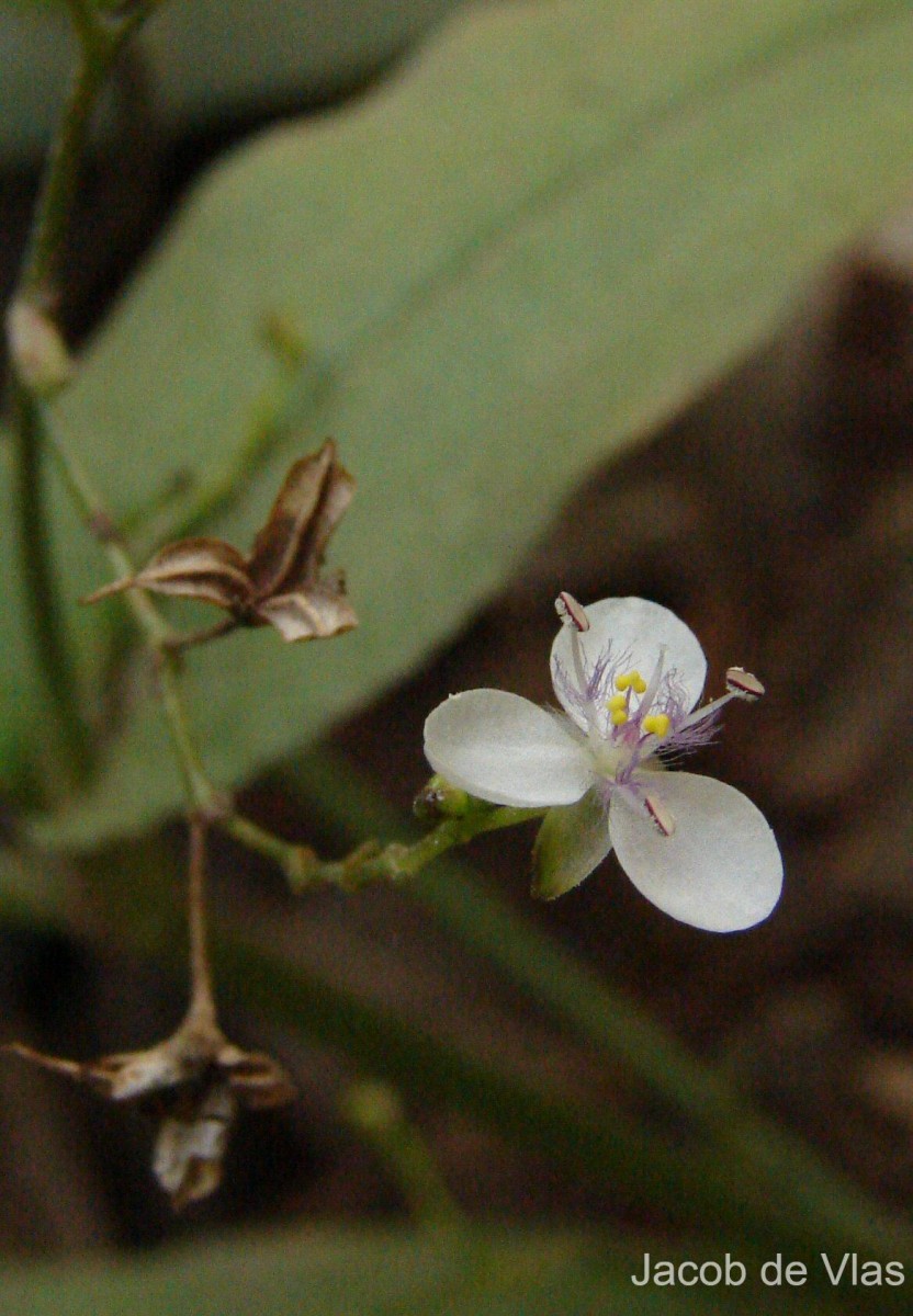 Murdannia zeylanica (C.B.Clarke) G.Brückn.